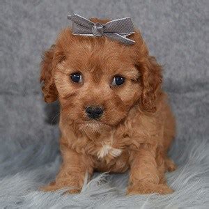 We start puppies out right! Cavapoo Puppies for Sale in PA | Ridgewood's Cavapoo Puppy ...