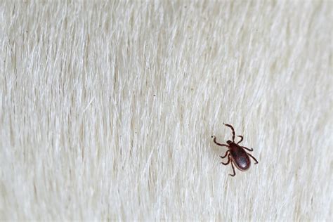 Embedded Fully Ticks On Dogs How To Tell How Long A Tick Has Been