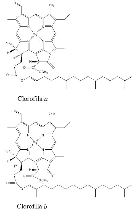 ESTRUCTURA QUÍMICA DE LAS CLOROFILAS A Y B Download Scientific Diagram