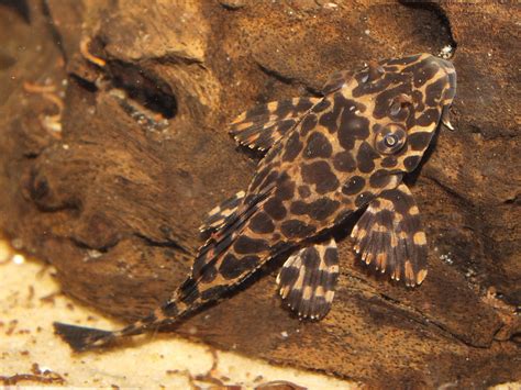Leopard Sailfin Pleco Pterygoplichthys Gibbiceps Juvenil Flickr