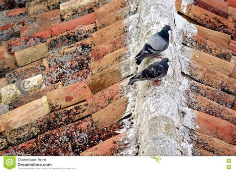 Pigeons On The Roof Stock Photo Image Of Pigeon Beak 79389030