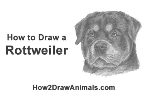 How To Draw A Rottweiler Head Video And Step By Step Pictures