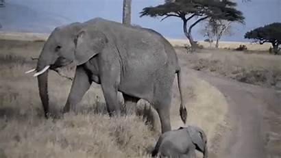 Tantrum Elephant Temper Throwing Throws Reddit Attention