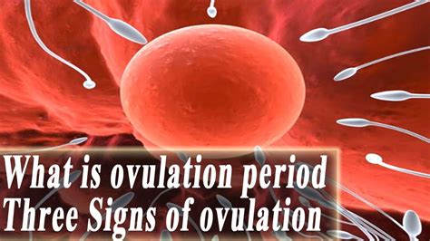 What Is Ovulation Period Signs Of Ovulation Youtube