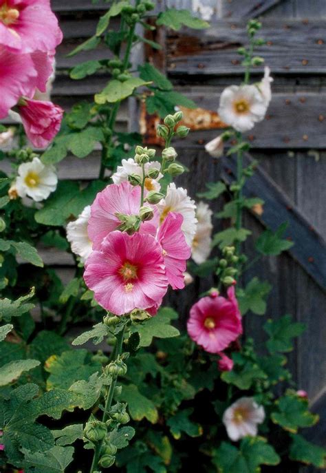 First Year Flower Hollyhock Leaves Hollyhock Herbaceous Plant Of The