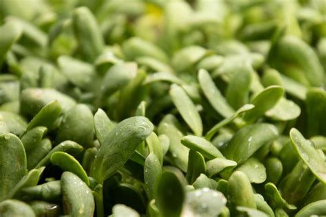How To Grow Microgreens At Home A Beginners Guide