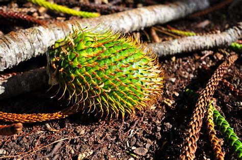 Do grey squirrels eat pine cones? And the Plants & the Animals Eat Each Other