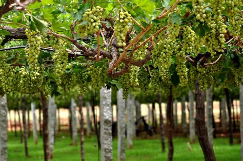 6 Vineyards To Enjoy The Best Wine In India
