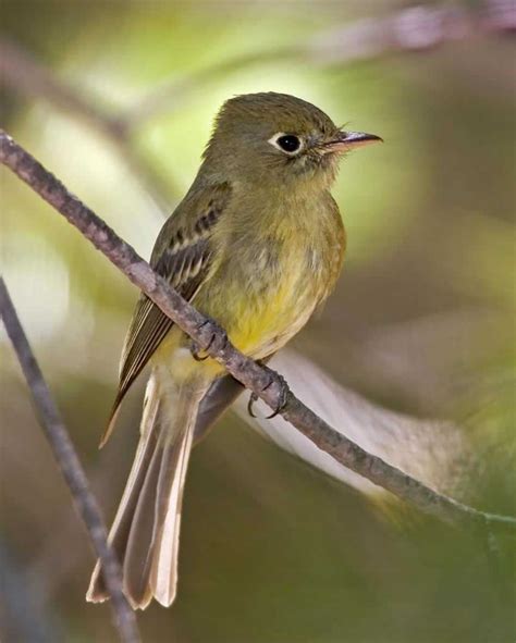 Cordilleran Flycatcher Birds Animal Species Animals