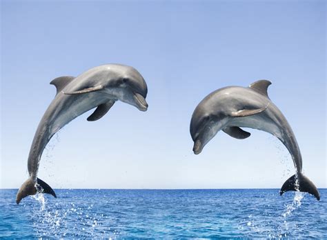 Amazing Facts About Bottlenose Dolphin The Adorable Sea Animals
