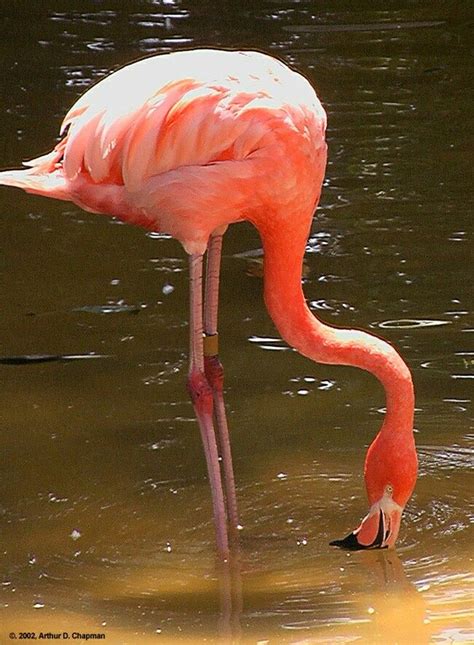 Four flamingo species are distributed throughout the americas, including the caribbean, and two species are native to africa, asia, and europe. Que Es Un Flamenco Animal - SEO POSITIVO