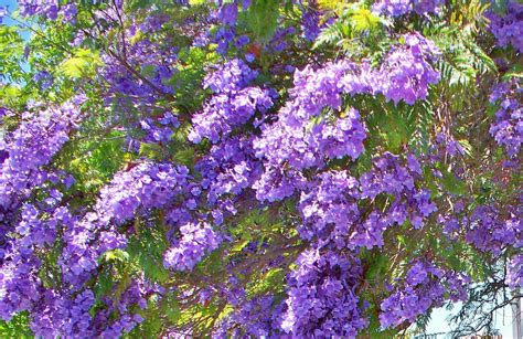 We like to plant them near patios, courtyards, and decks. Purple Trees San Diego