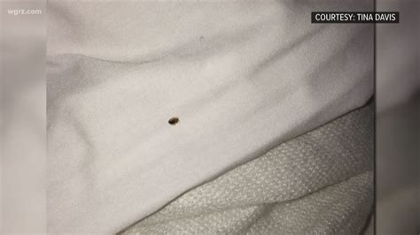 Bed Bugs Found In Local Hotel
