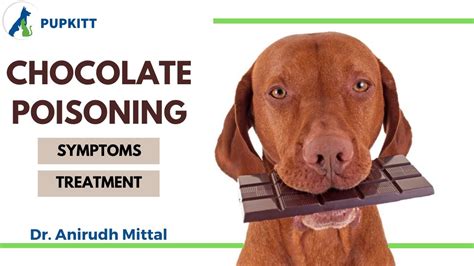 How Do Vets Treat Chocolate Poisoning In Dogs