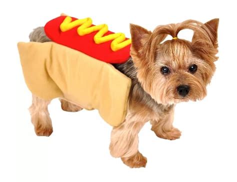 Hilarious And Funny Halloween Costumes For Your Dog