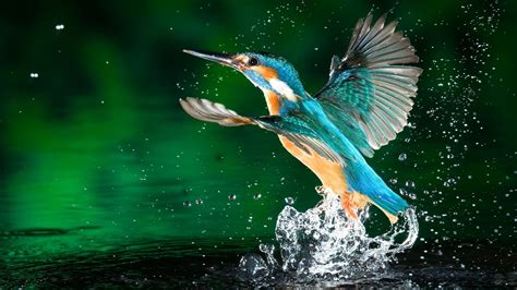 Kingfisher Water Drops Birds Wallpapers Hd Desktop And Mobile Backgrounds
