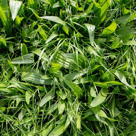 Broadleaf Weeds Vs Grassy Weeds · Shades Of Green Lawn And Landscape