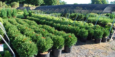 Evergreen Shrubs Planters Choice