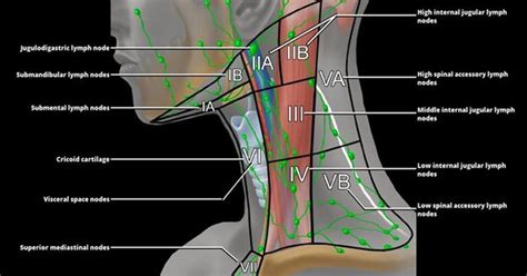 Lymph Nodes In Neck Anatomy Anatomy