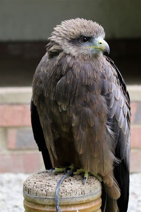 Fotos Gratis Naturaleza Pájaro Ala Fauna Silvestre Cometa Pico