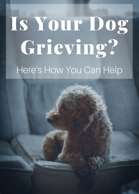 How To Help Grieving Dogs Amountaffect17