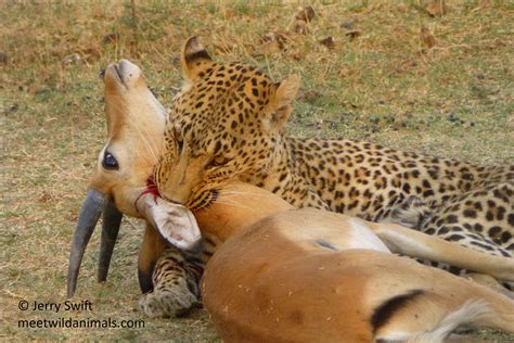 Botswana Meet Wild Animals