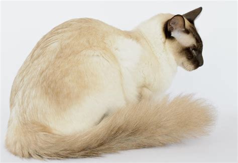 Youll Be Dying To Bring Home A Balinese Cat After Reading This Cat Appy