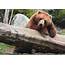 Timber Bear Brown Recreation Wallpapers HD / Desktop 