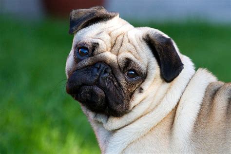 It has more protein, enough fat and fiber, and fewer carbohydrates than many dog foods. Pugs and bulldogs have more eye and foot problems than ...