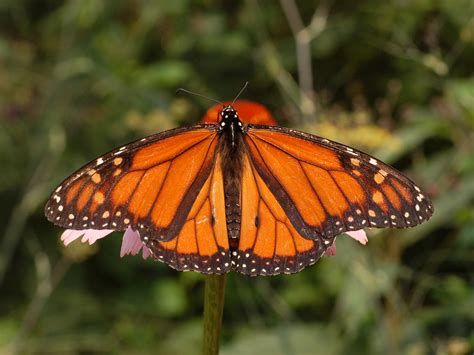 Filemonarch Butterfly Danaus Plexippus Male 2664px 維基百科，自由的百科全書