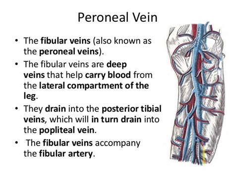Lower Limb Veins
