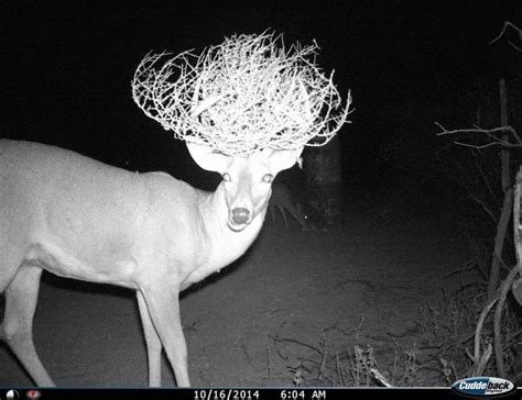Americas Funniest Trail Cameras Deer Pictures Animals Deer