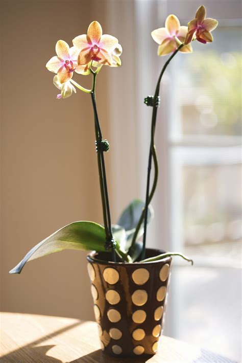 Growing Orchids Indoors Flower Garden Dream