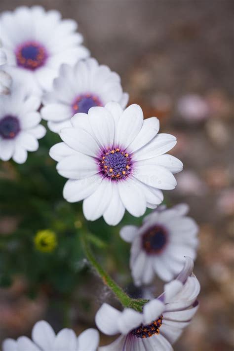 Soprano White Osteospermum Or Dimorphotheca Flowers African Daisy Or
