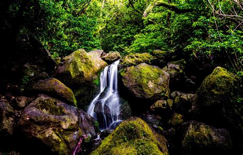 Wallpaper Greens Forest Trees Stream Stones Waterfall Moss