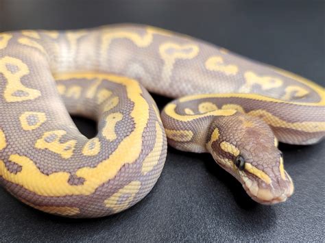 Special Ball Python Traits Morphpedia