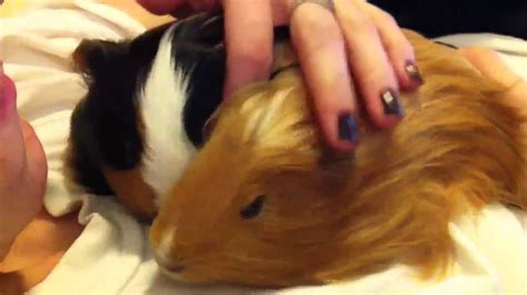 What does it mean when a guinea pig purrs? Guinea pigs purring happy - YouTube