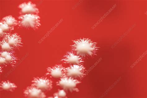 Candida Albicans Fungal Culture Stock Image C0359960 Science