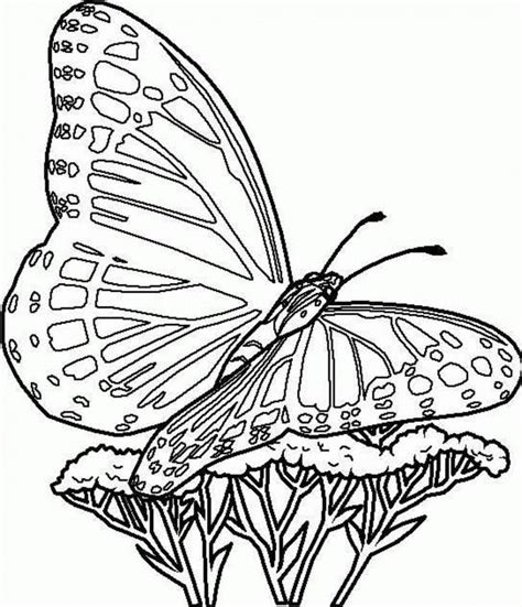 Cool Butterfly Coloring Pages Ideas For Girls And Boys Free Coloring