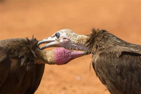Meet The Hooded Vulture The Scavengers Diet Habitat And Fun Facts