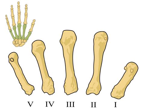 Huesos Metacarpianos Metacarpo Anatomía Topográfica