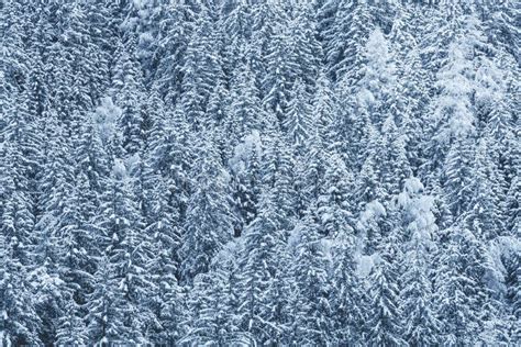 Snow Covered Forest Fir Trees With Snow On Branches Stock Image