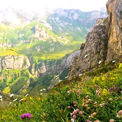 Scene Of Flowers In Swiss Alps Stock Image Image Of Landscape Brown