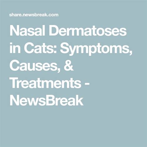Nasal Dermatoses In Cats Symptoms Causes And Treatments Newsbreak