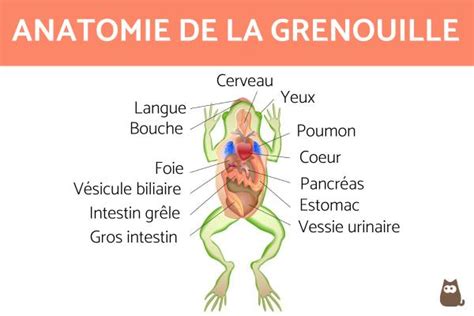 Anatomie De La Grenouille Interne Et Externe Avec SchÉmas
