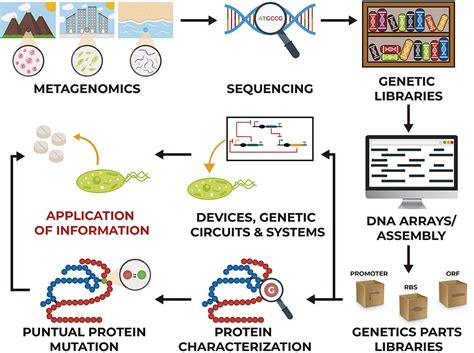 Diagram Diagram Of Stages Of Genetic Engineering Mydiagramonline