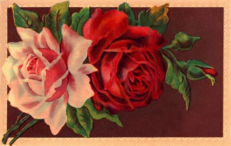 Old Floral Postcards Vintage Roses Postcard Flower Art