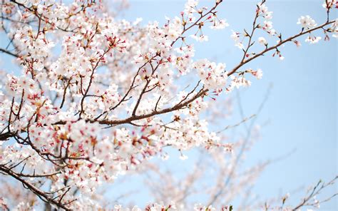 Cherry Blossom Tree Wallpaper 02 1920x1200