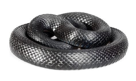 Free Photo Black Snake Animal Nature Tongue Free Download Jooinn