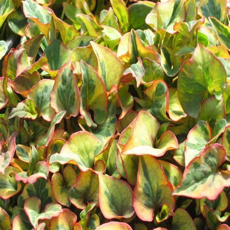 Jul 01, 2021 · compounding the problem is the fact that these aggressive plants are still widely available for sale. 4 in. Chameleon Plant Potted Bog/Marginal Pond Plant-BP ...
